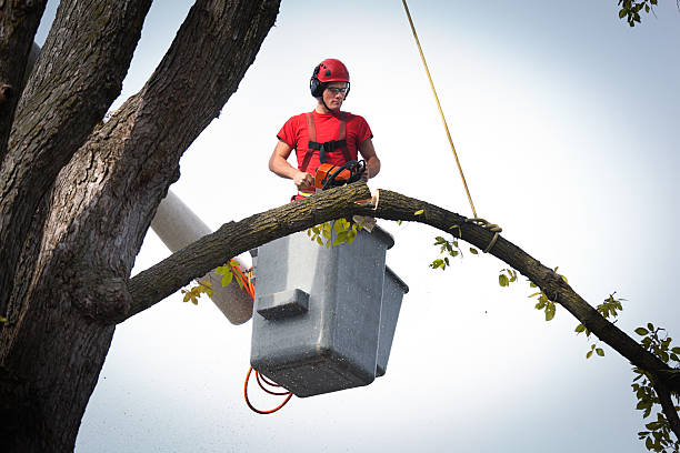 Best Tree Removal Near Me  in Robinson, TX